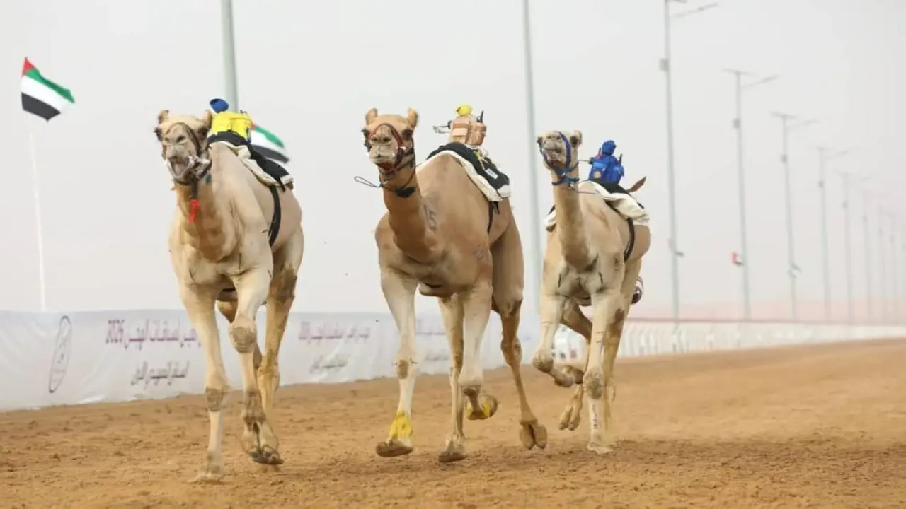 هملول وزعفرانة يتألقان في مهرجان العين بحصد ناموس الإيذاع
